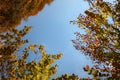 Autumn forest road leaves fall in ground landscape on autumnal background Royalty Free Stock Photo