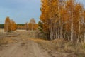 Autumn forest road. Moody empty country road among colorful trees with yellow golden color. Russia, landscape in the Royalty Free Stock Photo