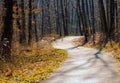 Autumn forest road Royalty Free Stock Photo