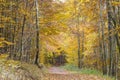 Autumn in forest in Sauerland Royalty Free Stock Photo