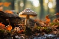 Autumn forest scene, featuring Leccinum versipelle mushroom, an edible delight
