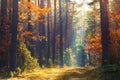 Autumn forest scene. Vivid morning in colorful forest with sun rays through trees. Royalty Free Stock Photo