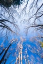 Autumn forest scenery bottom view, leafless tree trunks standing at late autumn time. View from bottom up to sky. Beautiful shape Royalty Free Stock Photo