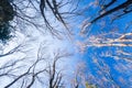 Autumn forest scenery bottom view, leafless tree trunks standing at late autumn time. View from bottom up to sky. Beautiful shape Royalty Free Stock Photo