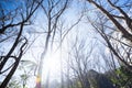 Autumn forest scenery bottom view, leafless tree trunks standing on the mountains at late autumn time. View from bottom up to sky Royalty Free Stock Photo