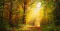 Autumn forest scenery with rays of sunlight Royalty Free Stock Photo