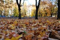 Autumn forest scenery with rays of warm light illumining the gold foliage Royalty Free Stock Photo