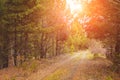 Autumn forest scenery with rays of warm light illumining the gold foliage and a footpath leading into the scene Royalty Free Stock Photo