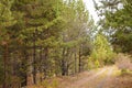 Autumn forest scenery with rays of warm light illumining the gold foliage and a footpath leading into the scene Royalty Free Stock Photo