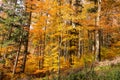 Autumn forest scenery with rays of warm light illumining the gold foliage and a footpath leading into the scene Royalty Free Stock Photo