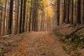 Autumn forest scenery with rays of warm light illumining the gold foliage and a footpath leading into the scene Royalty Free Stock Photo