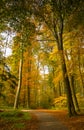 Autumn forest scenery with rays of warm light illumining the gold foliage and a footpath leading into the scene Royalty Free Stock Photo