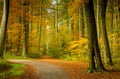 Autumn forest scenery with rays of warm light illumining the gold foliage and a footpath leading into the scene Royalty Free Stock Photo