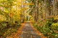 Autumn forest scenery with rays of warm light illumining the gold foliage and a footpath leading into the scene Royalty Free Stock Photo