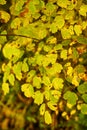 Autumn forest scenery with rays of warm light illumining the gold foliage and a footpath leading into the scene, nature Royalty Free Stock Photo