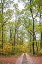 Autumn forest scenery with road of fall leaves. Footpath in scene autumn forest nature Royalty Free Stock Photo