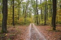 Autumn forest scenery with road of fall leaves. Footpath in scene autumn forest nature Royalty Free Stock Photo