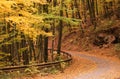 Autumn forest scenery with road of fall leaves. Footpath in scene autumn forest nature. Maple autumn trees road fall way