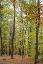 Autumn forest scenery with road of fall leaves. Footpath in scene autumn forest nature Royalty Free Stock Photo