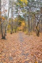 Autumn forest scenery with road of fall leaves. Footpath in scene autumn forest nature. Cloudy october day in colorful forest, Royalty Free Stock Photo