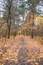 Autumn forest scenery with road of fall leaves. Footpath in scene autumn forest nature. Cloudy october day in colorful forest, Royalty Free Stock Photo