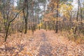 Autumn forest scenery with road of fall leaves. Footpath in scene autumn forest nature. Cloudy october day in colorful forest, Royalty Free Stock Photo