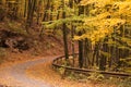 Autumn forest scenery with road of fall leaves. Footpath in scene autumn forest nature. Maple autumn trees road fall way