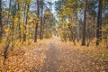 Autumn forest scenery with road of fall leaves & warm light illu