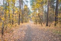 Autumn forest scenery with road of fall leaves & warm light illumining Royalty Free Stock Photo