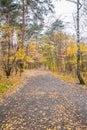 Autumn forest scenery with road of fall leaves & warm light illumining the gold foliage. Royalty Free Stock Photo