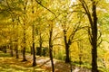 Autumn forest scenery with road of fall leaves & warm light illumining the gold foliage. Footpath in scene autumn forest nature. Royalty Free Stock Photo