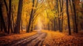 Autumn forest scenery with road of fall leaves & warm light illumining the gold foliage. Footpath in scene autumn forest nature. Royalty Free Stock Photo