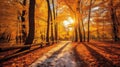 Autumn forest scenery with road of fall leaves & warm light illumining the gold foliage. Footpath in scene autumn forest nature. Royalty Free Stock Photo