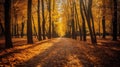 Autumn forest scenery with road of fall leaves & warm light illumining the gold foliage. Footpath in scene autumn forest nature. Royalty Free Stock Photo