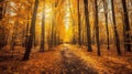 Autumn forest scenery with road of fall leaves & warm light illumining the gold foliage. Footpath in scene autumn forest nature. Royalty Free Stock Photo