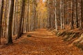 Autumn forest scenery with road of fall leaves & warm light illumining the gold foliage. Footpath in scene autumn forest nature. Royalty Free Stock Photo