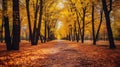 Autumn forest scenery with road of fall leaves & warm light illumining the gold foliage. Footpath in scene autumn forest nature. Royalty Free Stock Photo