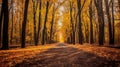 Autumn forest scenery with road of fall leaves & warm light illumining the gold foliage. Footpath in scene autumn forest nature. Royalty Free Stock Photo