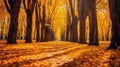 Autumn forest scenery with road of fall leaves & warm light illumining the gold foliage. Footpath in scene autumn forest nature. Royalty Free Stock Photo