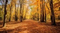 Autumn forest scenery with road of fall leaves & warm light illumining the gold foliage. Footpath in scene autumn forest nature. Royalty Free Stock Photo