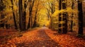 Autumn forest scenery with road of fall leaves & warm light illumining the gold foliage. Footpath in scene autumn forest nature. Royalty Free Stock Photo