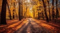 Autumn forest scenery with road of fall leaves & warm light illumining the gold foliage. Footpath in scene autumn forest nature. Royalty Free Stock Photo