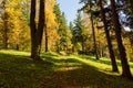 Autumn forest scenery with road of fall leaves & warm light illumining the gold foliage. Footpath in scene autumn forest nature. Royalty Free Stock Photo