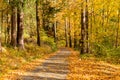 Autumn forest scenery with road of fall leaves & warm light illumining the gold foliage. Footpath in scene autumn forest nature. Royalty Free Stock Photo