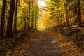 Autumn forest scenery with road of fall leaves & warm light illumining the gold foliage. Footpath in scene autumn forest nature. Royalty Free Stock Photo