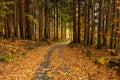 Autumn forest scenery with road of fall leaves & warm light illumining the gold foliage. Footpath in scene autumn forest nature. Royalty Free Stock Photo