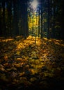 Autumn forest. Shadows in the autumn park. Royalty Free Stock Photo