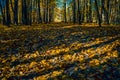 Autumn forest. Shadows in the autumn park. Royalty Free Stock Photo
