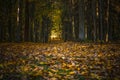 Autumn forest. Shadows in the autumn park. Royalty Free Stock Photo