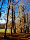 Autumn forest Royalty Free Stock Photo